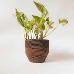 LE ZÉBRÉ Indoor Planter