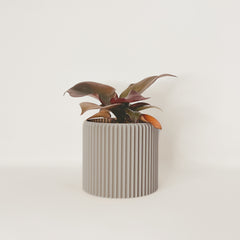 LE COQUET Indoor Planter