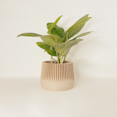 LE PAISIBLE Indoor Planter