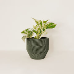 LE ZÉBRÉ Indoor Planter