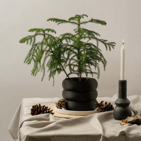 LE BUBBLY Indoor Planter